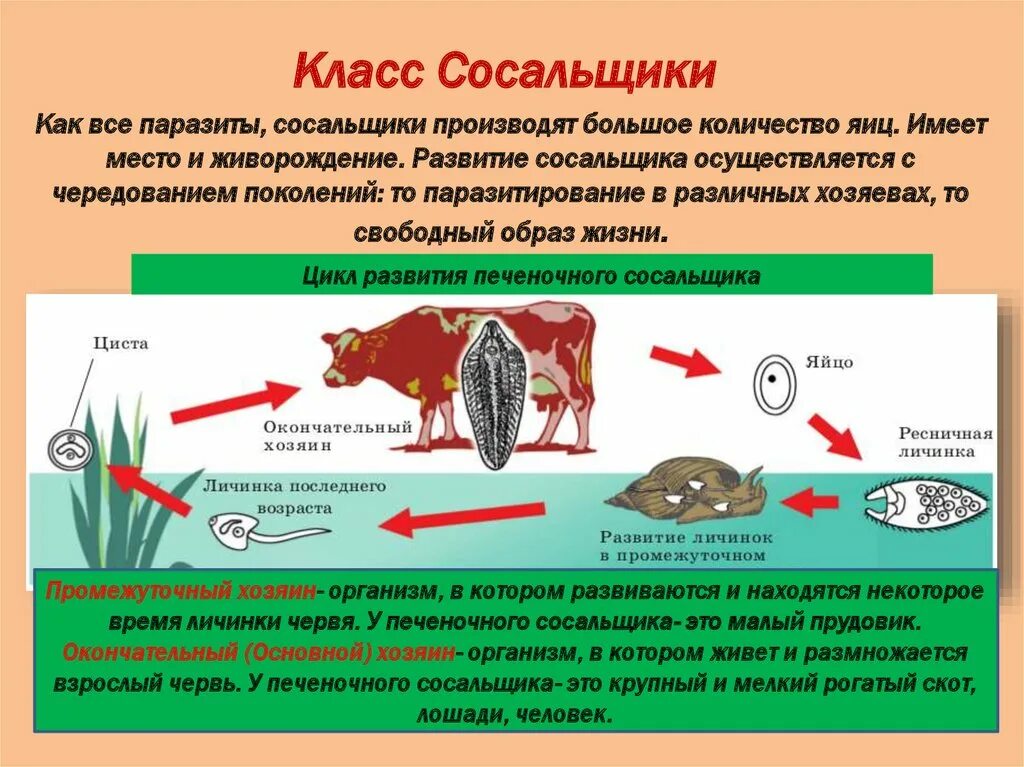 Печеночный сосальщик являющийся. Жизненный цикл печеночного сосальщика рисунок. Фазы развития печеночного сосальщика. Цикл развития печеночного сосальщика биология 7 класс. Цикл развития печеночного сосальщика 7 класс.