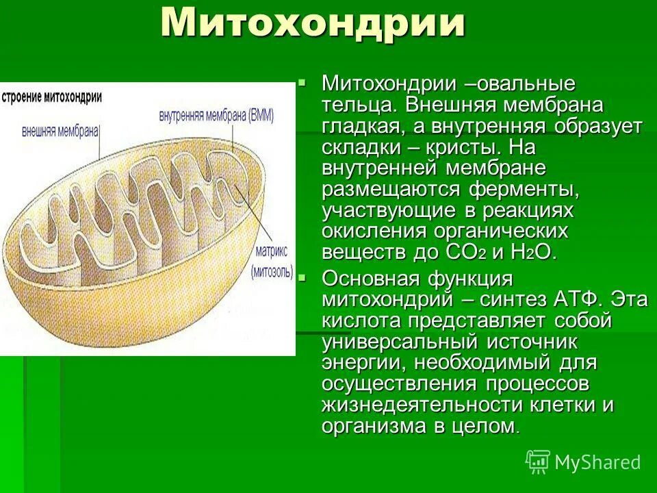 Матрикс строение и функции. Митохондрии строение и функции. митохондрии структура и функции. метахондристроение и функции. митоконурин строение и функции.