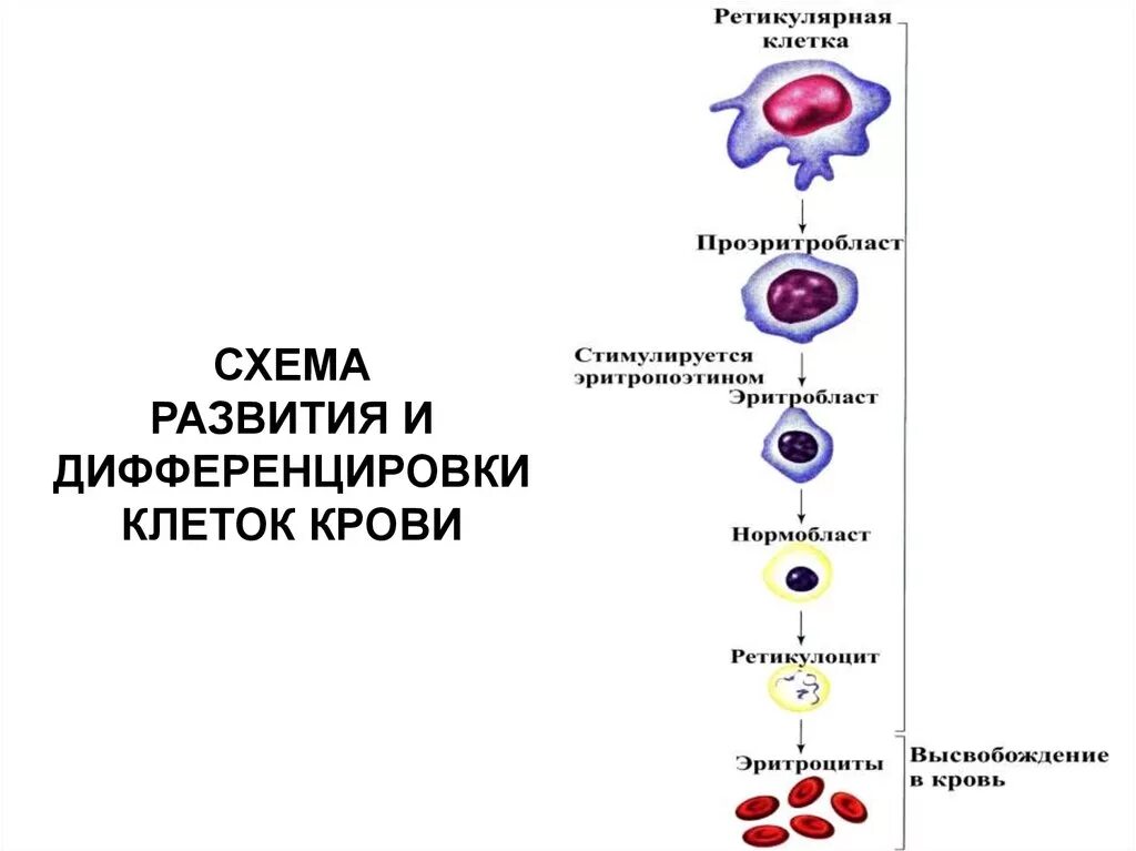 Зрелость клеток. Схема дифференцировки клеток эритропоэза. Схема развития кровяных клеток. Схема дифференцировки клеток крови. Схема эритропоэза эритроцитов.