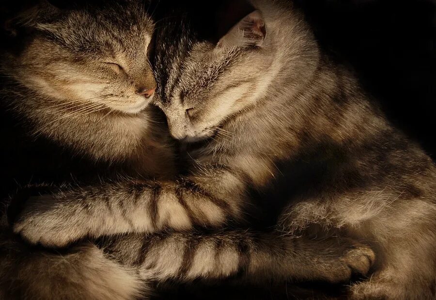 Кот больше страсти. Кошачьи нежности. влюбленные котики. котики спят в обнимку влюбленные. котики обнимаются.