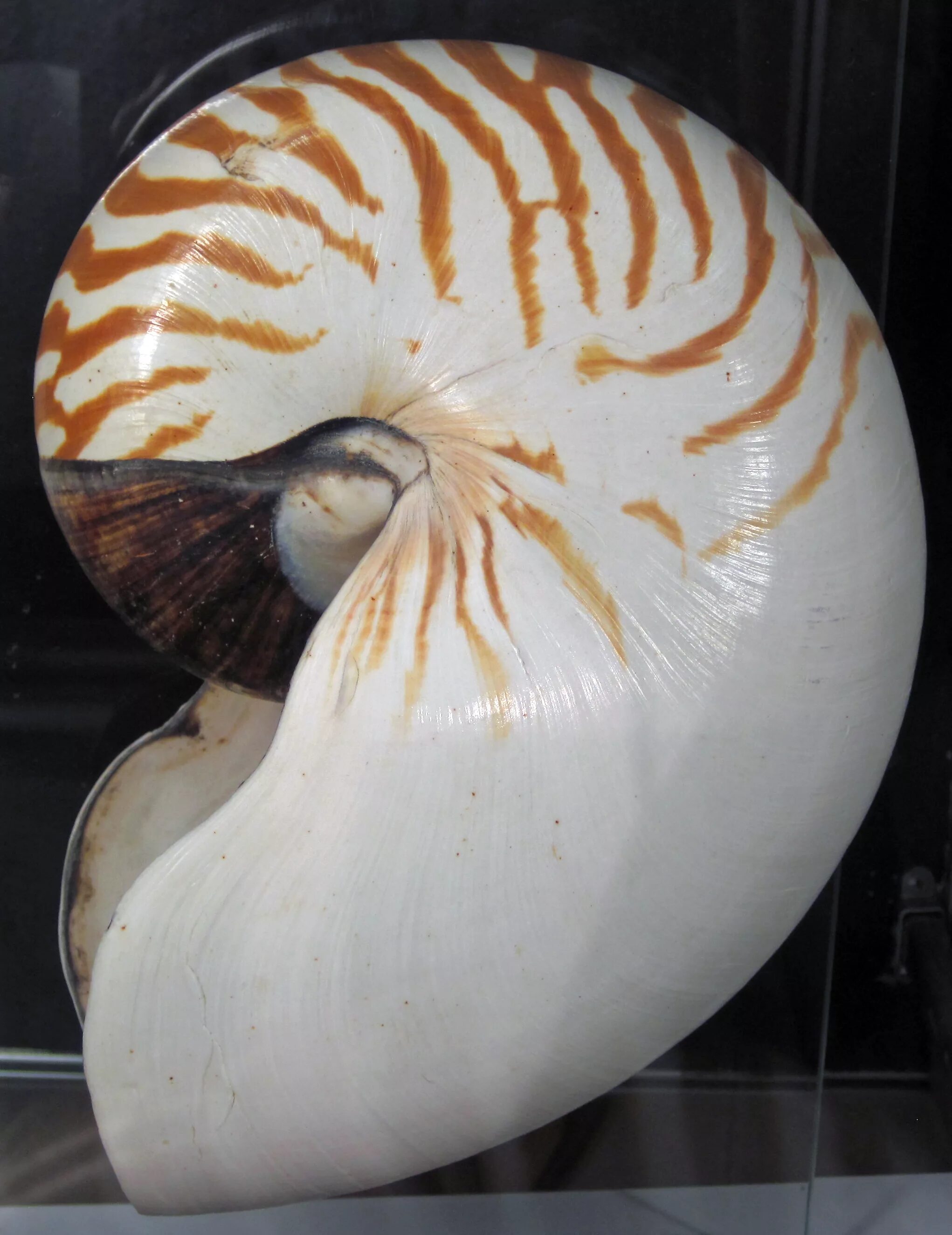 Наутилус древний моллюск. Поплавок nautilus 5г. Наутилус вилючинск. Наутилус 5 25. Наутилус 5 25.