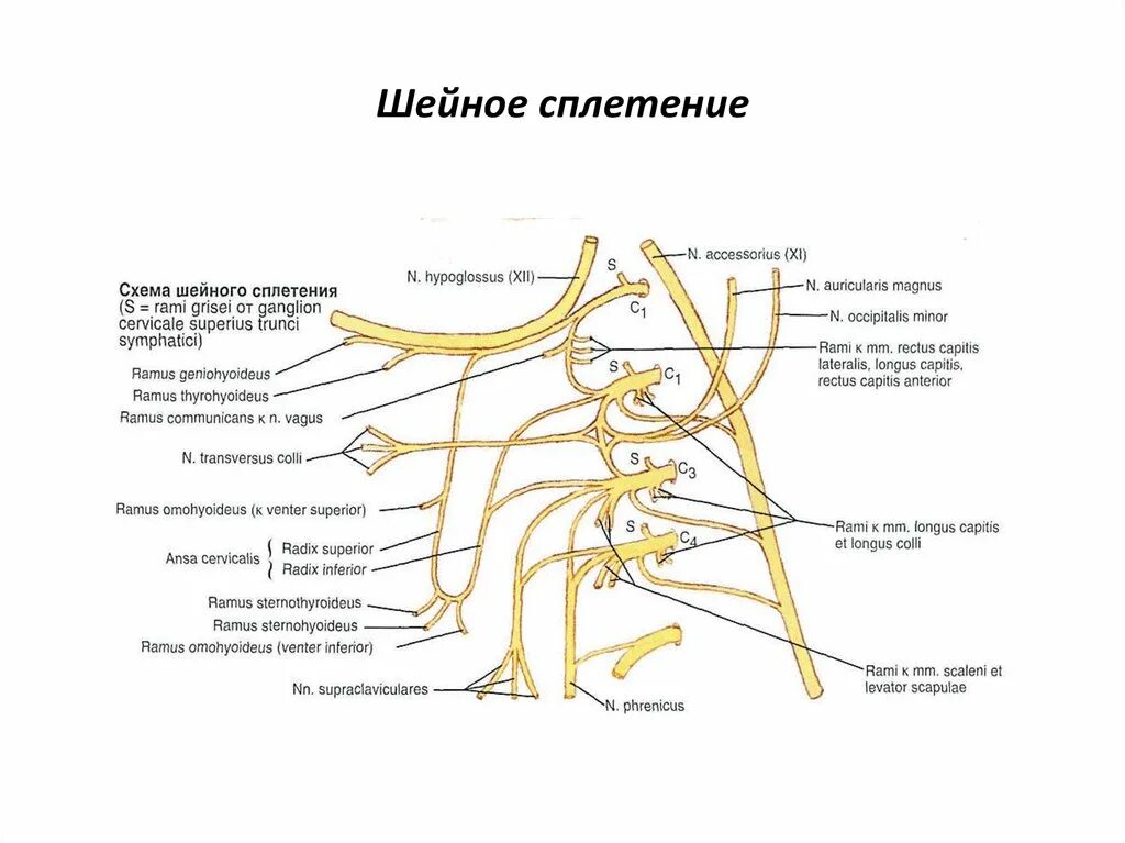 Освобождение нерва латынь. Схема формирования шейной петли. Шейное сплетение схема иннервация. Шейное сплетение спинномозговых нервов схема. Поверхностная шейная петля.