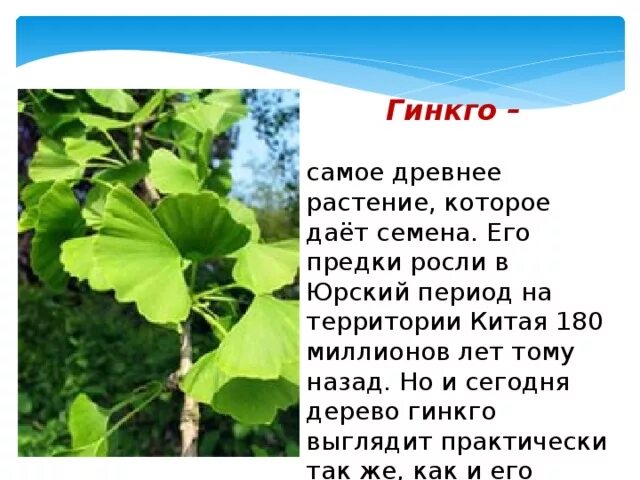 Голосеменные гинкго. Гинкго двулопастный. гинкго билоба голосеменные. гинкго дерево очень древнее. гинкго голосеменное растение.