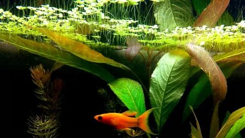 Золотые рыбки водоросли