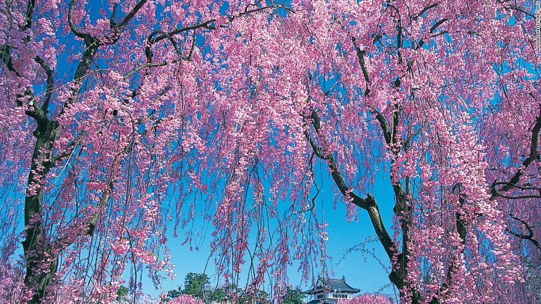 Сад Сакуры. Сакура фото. Цветение деревьев весной.