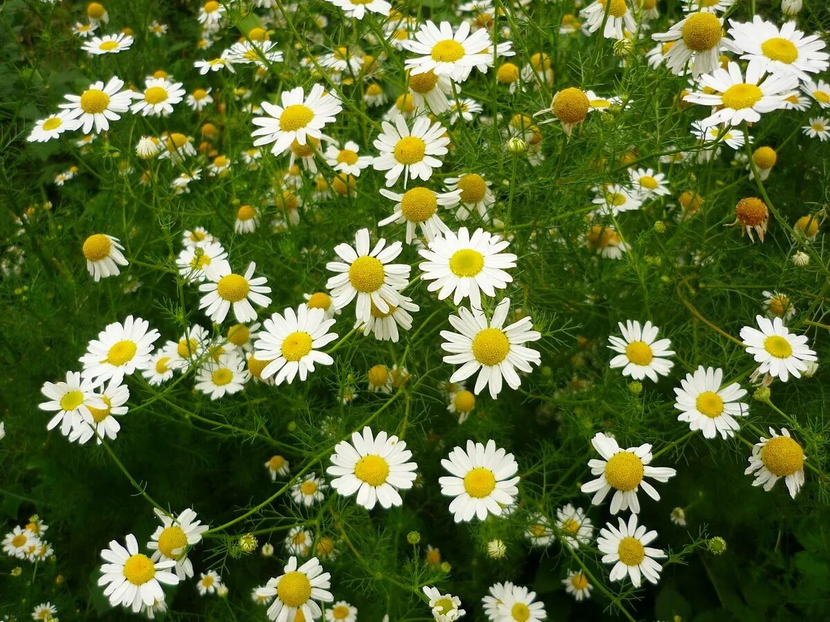Matricaria chamomilla. Matricaria chamomilla. Ромашка аптечная айболит. Ромашка лекарственная аптечная. Ромашка голубая (matricaria chamomilla).