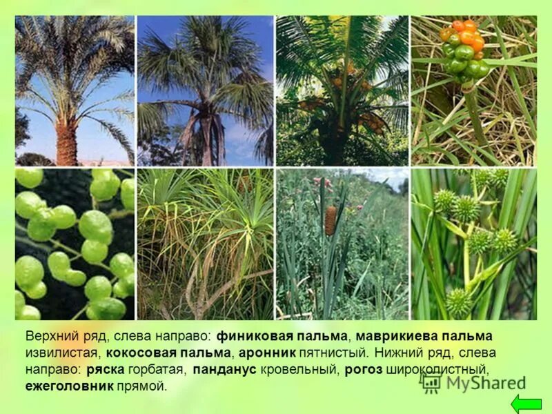 однодольные растения пальма