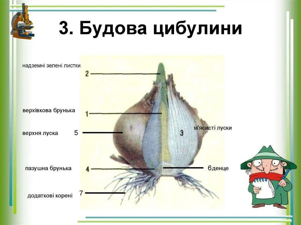 Какое строение имеет луковица биология