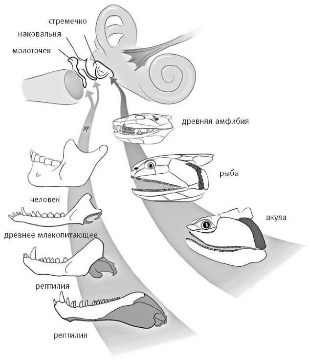 Слуховой анализатор рыб. Строение уха рыб. Эволюция слуховых косточек у млекопитающих.