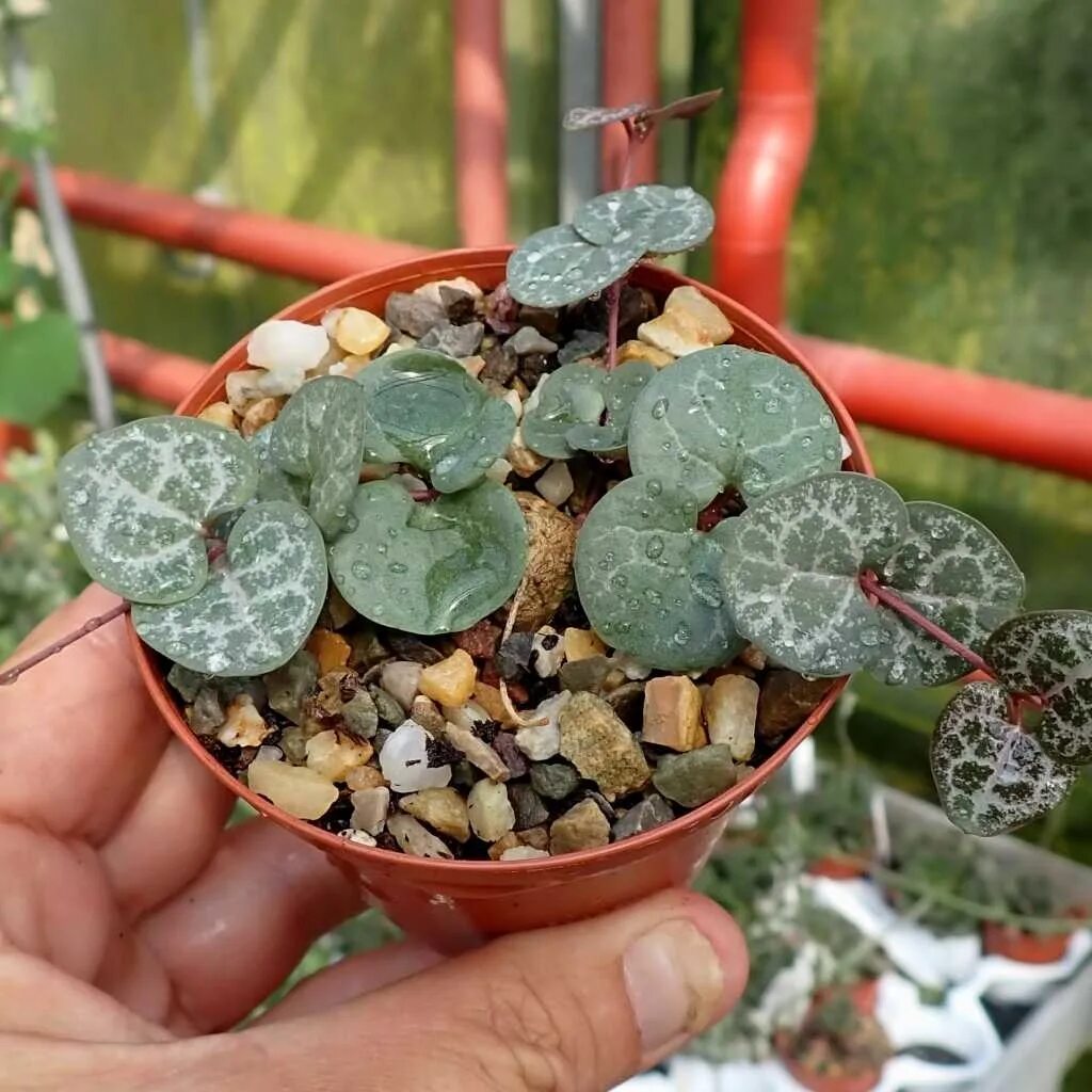 Ceropegia Woodii - String of Hearts Идеи посадки растений, Посадка цветов, Посад