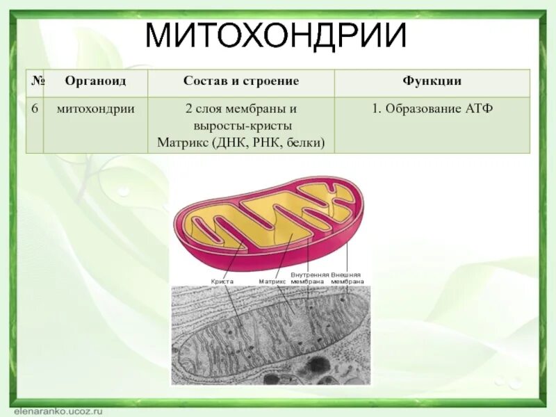 Митохондрии состав и функции. Митохондрии строение и функции таблица 9 класс. Митохондрия функция органоида. Митохондрии строение и функции. Органоиды клетки ядро функции