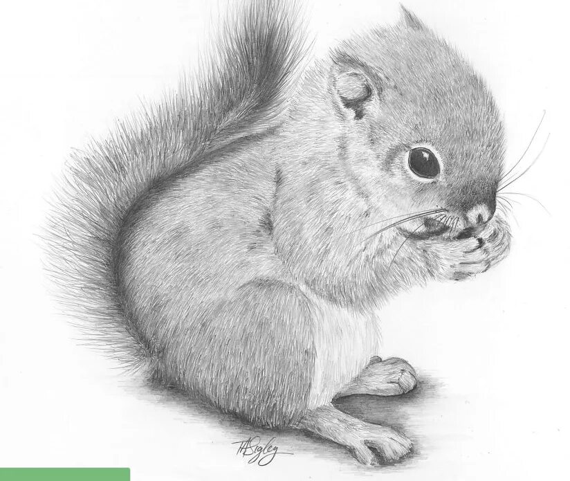I draw animals. Нарисовать белку карандашом поэтапно. picture of animals to draw.