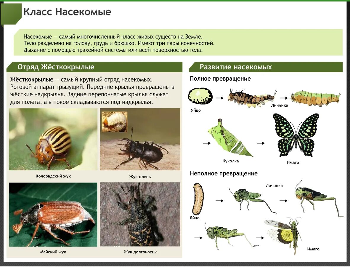 Многообразие насекомых. Класс насекомые отряды насекомых. Насекомые 7 класс биология. Отряды насекомых презентация.