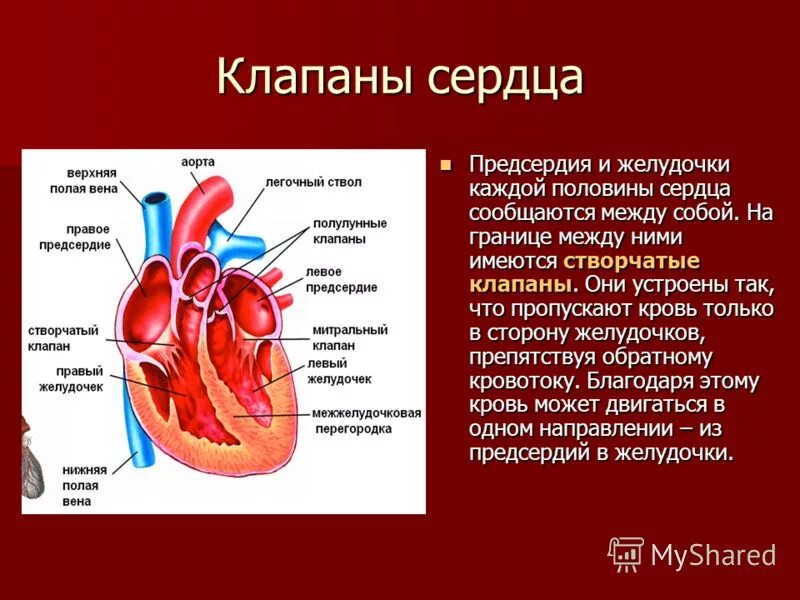 Между предсердиями и желудочками сердца находятся. Сердце желудочки и предсердия клапаны. клапан правого предсердия и желудочка. какие клапаны расположены между предсердиями и желудочками сердца. клапан между левым предсердием и желудочком.
