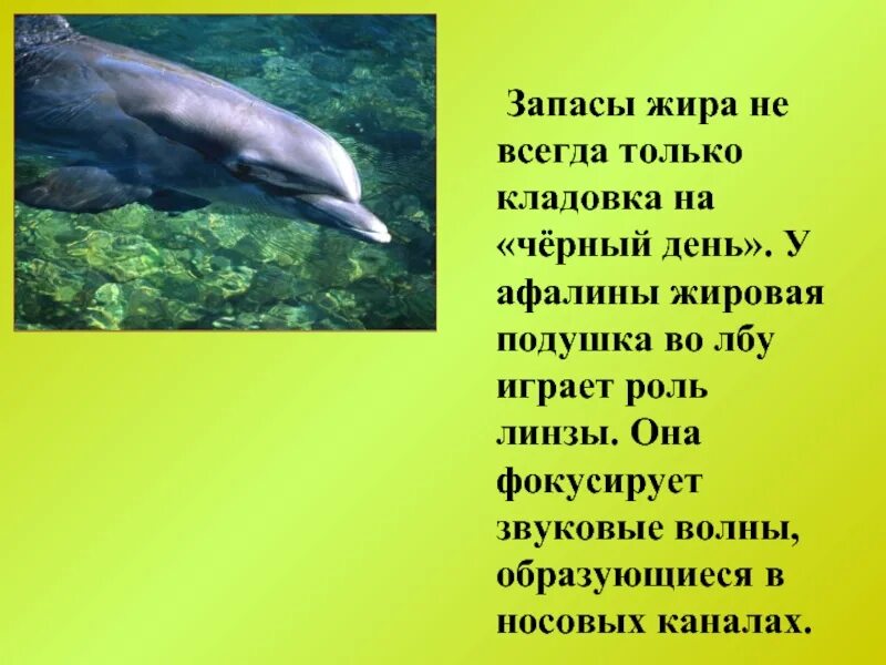 Каких животных спасают от холода запасы. Какие животные спасают запасы жира. какие животные спасаются запасами жира. каких животных спасают от холода запасы жира. жировые запасы у животных.