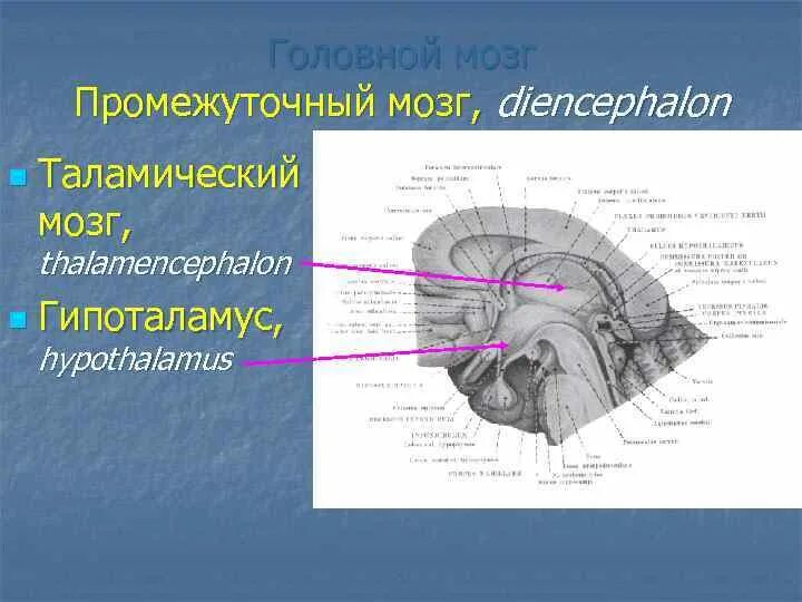 Промежуточный мозг. Thalamencephalon анатомия. Thalamencephalon строение. Тригеминоваскулярной системы.