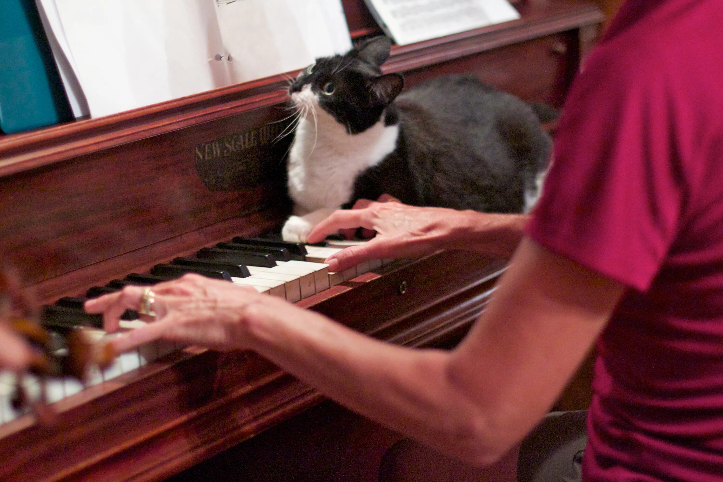 He plays the piano they. Кот на пианино. Коты и пианино. Кошка за фортепиано. Котик на пианино.