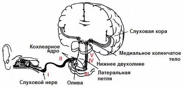 Слуховой центр коры мозга. Слуховой анализатор. Проводящий путь слухового анализатора. Нервный путь слухового анализатора. Проводящие пути слухового анализатора Нейроны. Слуховой проводящий путь схема.