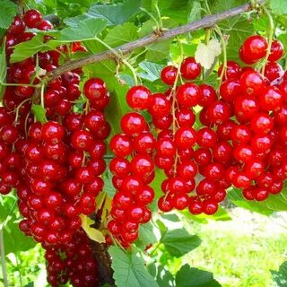 Саженцы плодовых кустарников