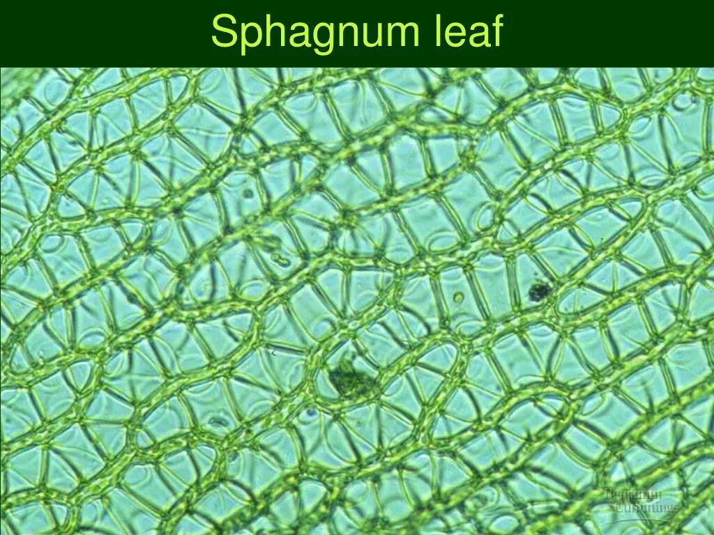 Водоносные клетки в листьях имеет. Хлорофиллоносные клетки сфагнума. Клетки листа сфагнума под микроскопом. Гиалиновые клетки сфагнума. Строение клеток листа сфагнума.