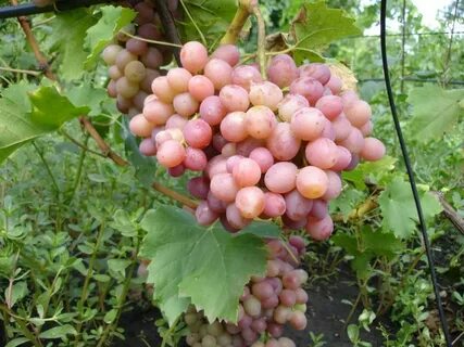 Виноград хамелеон отзывы
