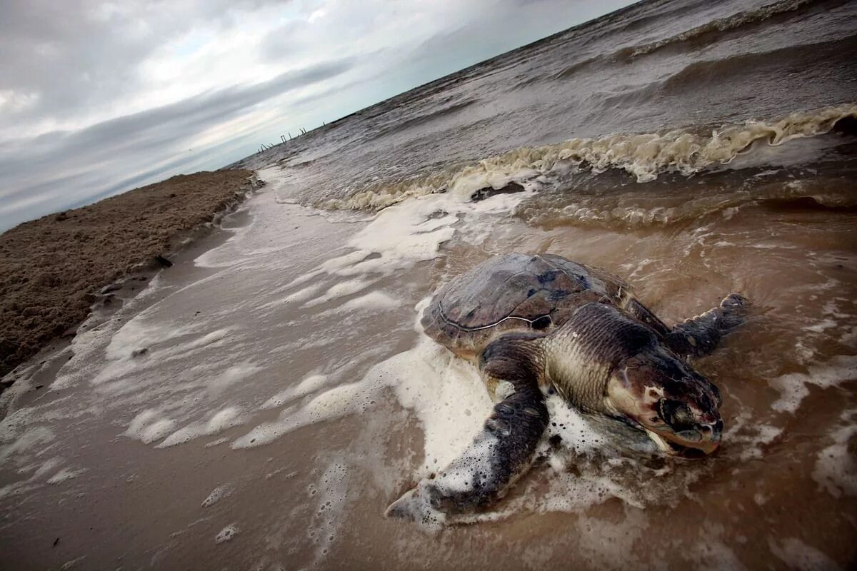 Вымирание животных из за загрязнения. Последствия загрязнения воды нефтью. Последствия загрязнения океана.