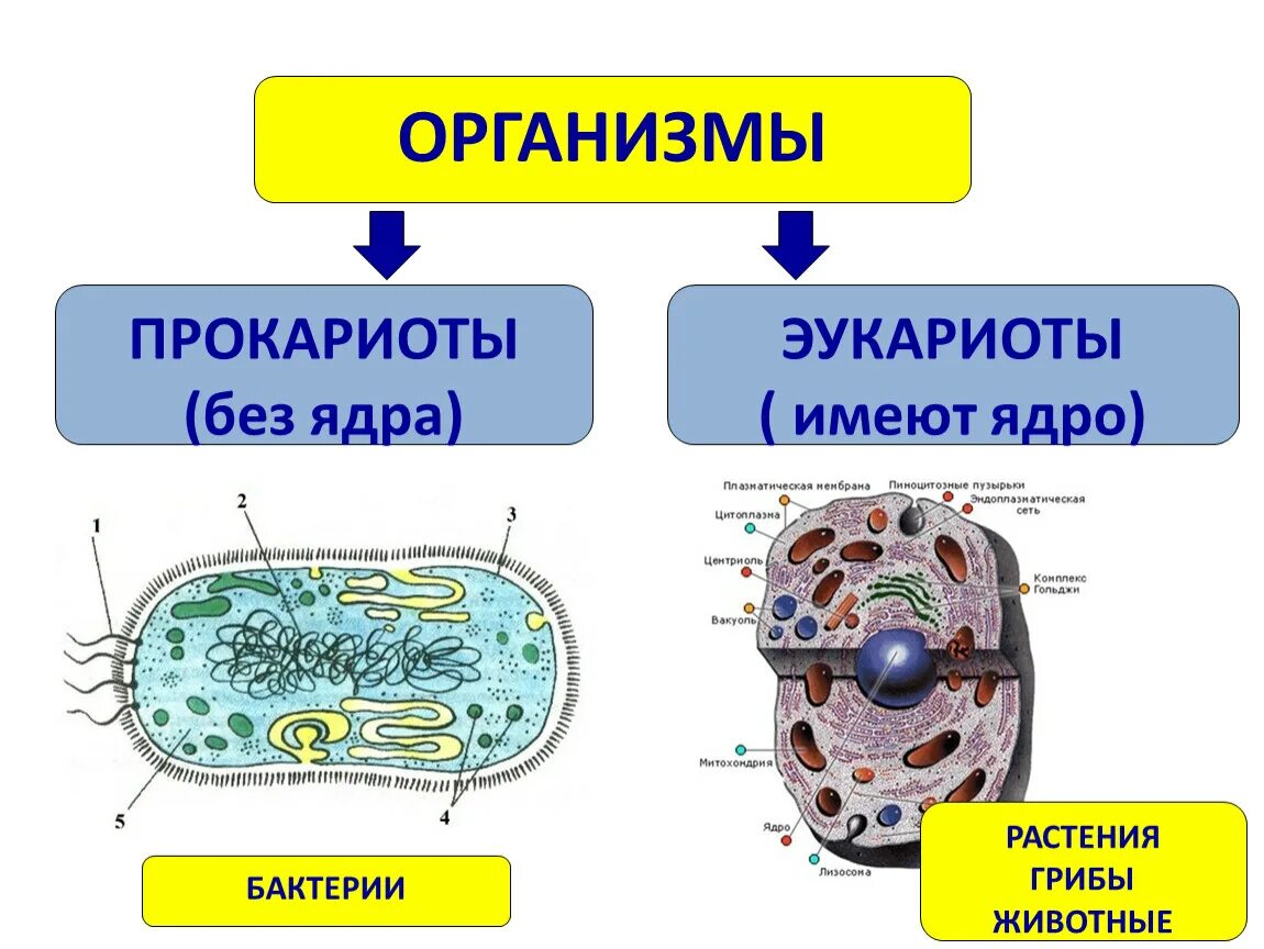 Эукариотический организм прокариотический организм. Строение клетки бактерий и эукариот. Строение организмов прокариоты эукариоты. Прокариоты и эукариоты 5 класс биология. Строение клетки бактерии 5 класс прокариоты.