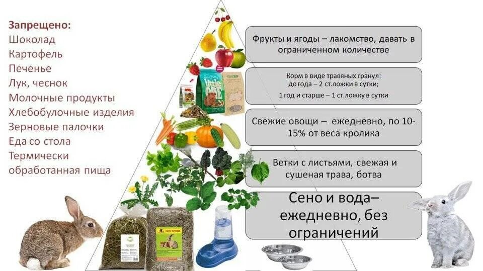 Какими кормами кормить