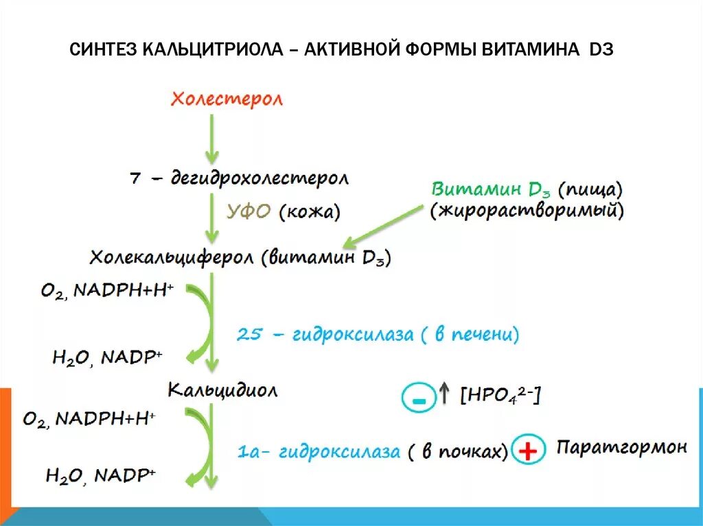 Активная форма в 5. Этапы синтеза витамина д. Схема синтеза кальцитриола из витамина д3. Образование кальцитриола из витамина д3. Из чего синтезируется витамин д.