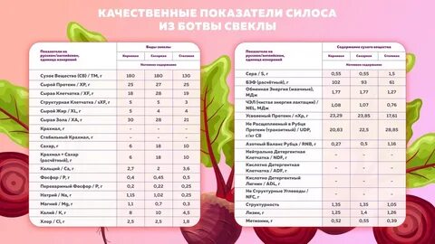 Наибольший диаметр свеклы