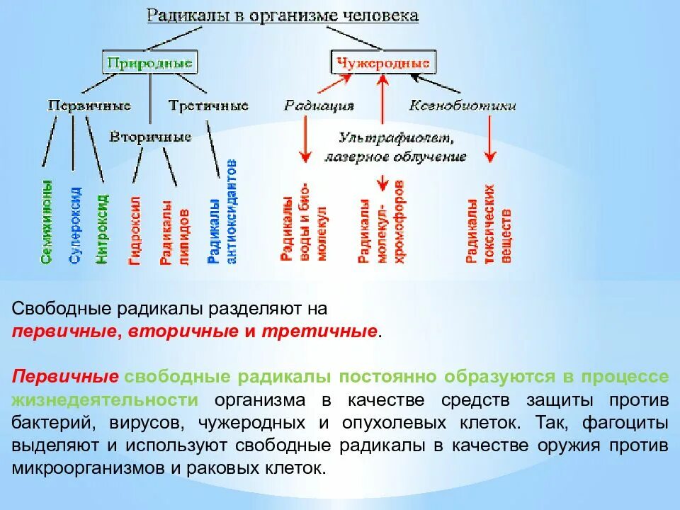 Приведите примеры первичных и вторичных