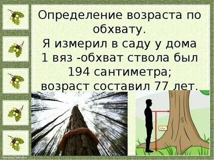 Пощупав корнями воду лиственницы березы