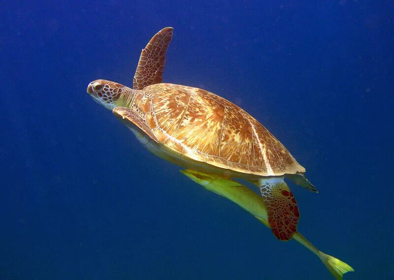 Turtle x. Прудовая черепаха ривза. Капская крапчатая плоская черепаха. Средиземноморская болотная черепаха. Turtle x.