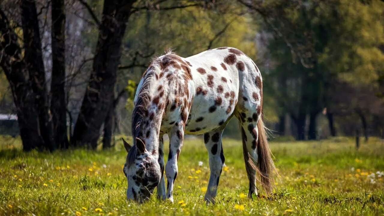 34 horse. 34 horse. Лошадь черный. Морда коня. Чистка лошади.