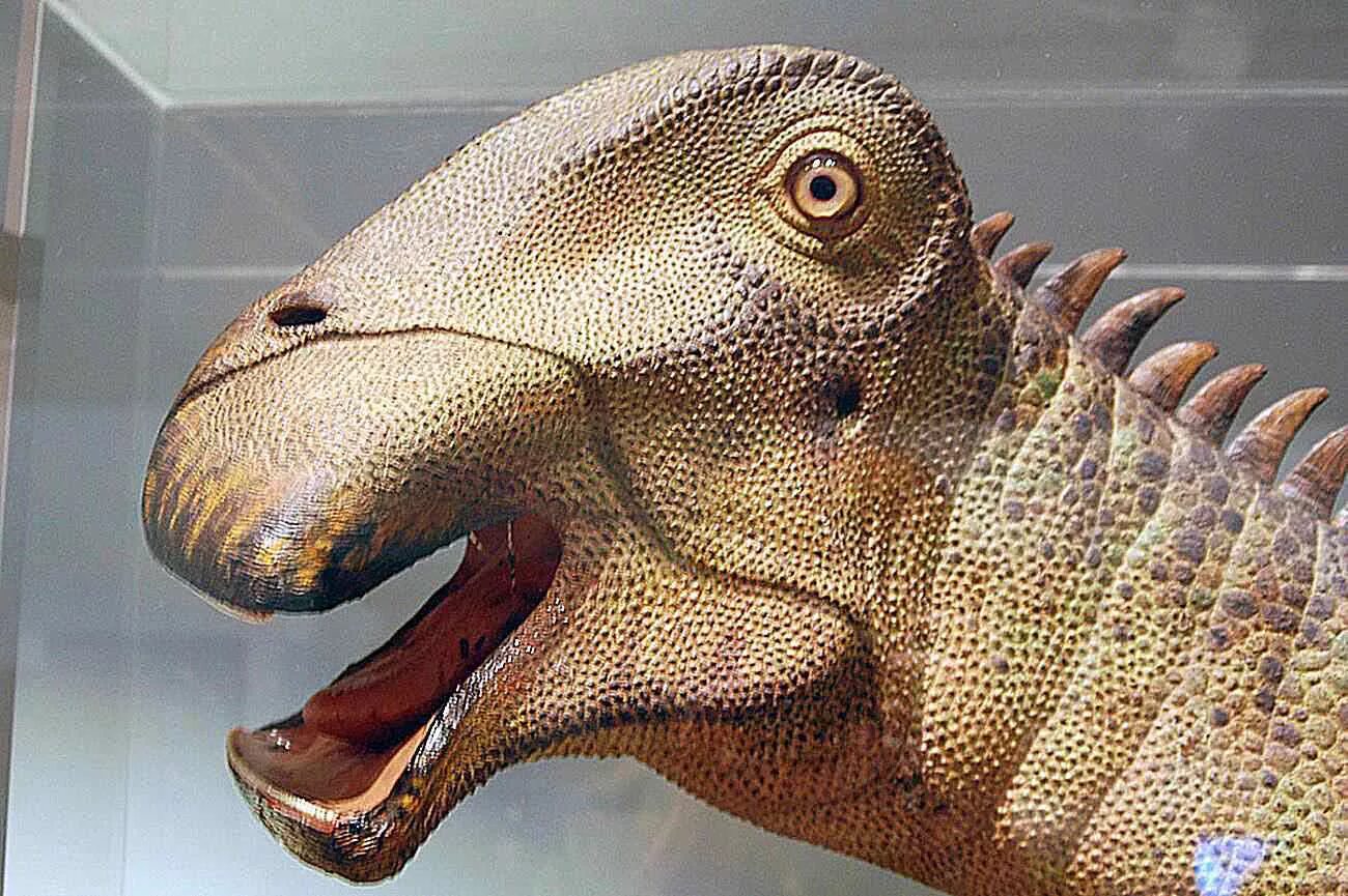 Как называется динозавр с 1000 зубами. Нигерзавр(nigersaurus). динозавр с 500 зубами.