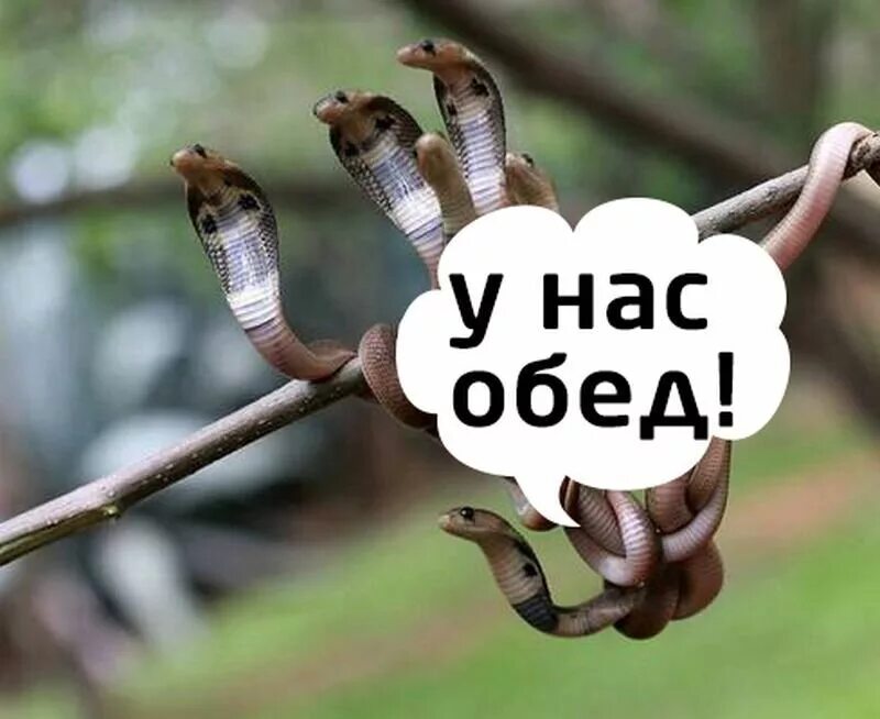 Женский коллектив картинка со змеями: найдено 82 изображений