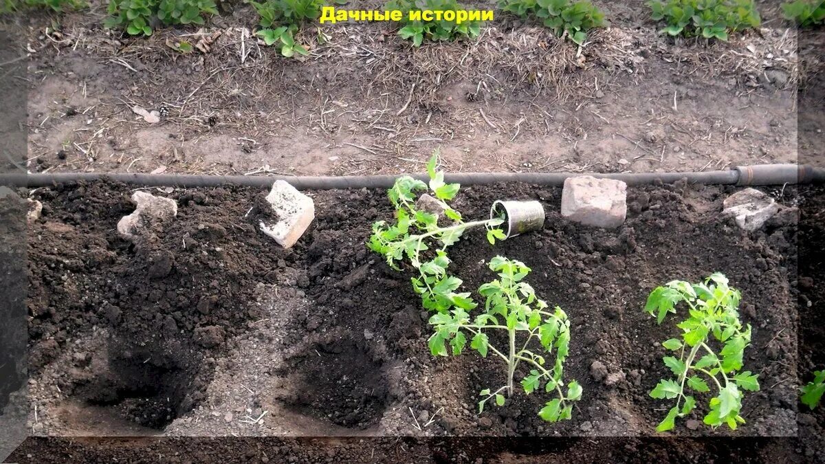 Лунки для рассады. Высадка рассады. Сверление лунок под рассаду томатов. Посадка помидор на Кубани. Когда садить помидоры на рассаду 2024 нужно