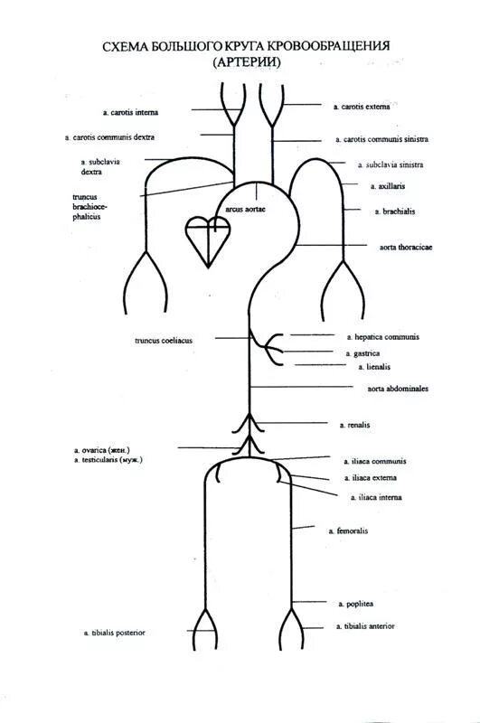 Вены и артерии схема. Большой и малый круги кровообращения схема сосуды. Сосуды большого круга кровообращения схема. Вена большого круга кровообращения схема. Артерии большого круга кровообращения схема.