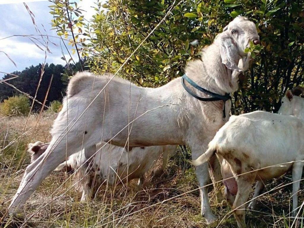 Козы Камори. Камори- нубийские. Пакистанские козы Камори. Пакистанская нубийская коза.