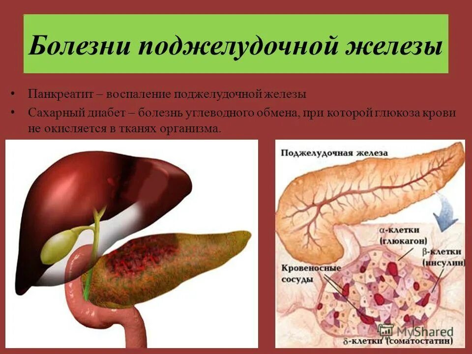 Болезни печени и поджелудочной