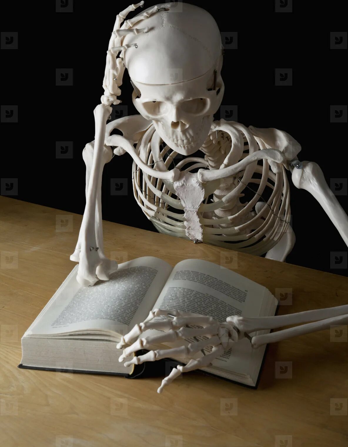 кости и скелеты стив дженкинс. книга костей. кабир - скелеты книга. самая страшная книга. скелет книги.