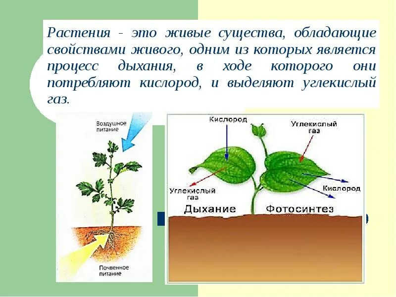 Какие растения поглощают углекислый газ. Растения живые существа. процесс дыхания растений. растения выделяют углекислый газ. что выделяют растения.