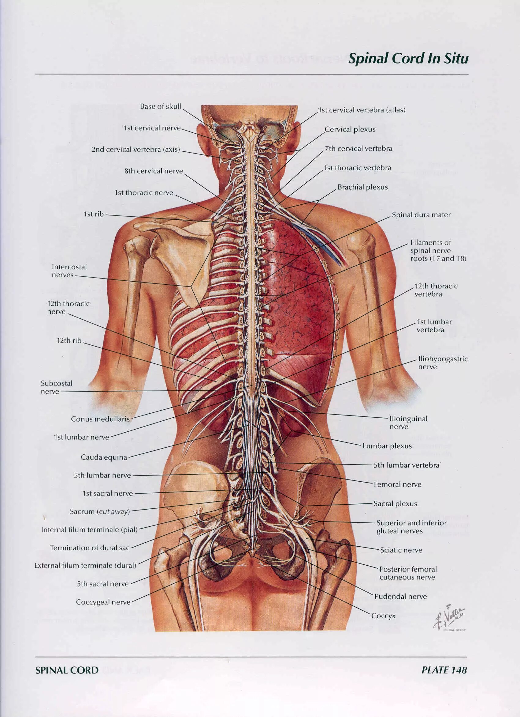 Органы в пояснице. Внутренние органы со спины. Органы человека со спины. Расположение органов у человека со спины. Строение человека внутренние органы со спины.