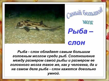 Факты о рыбах