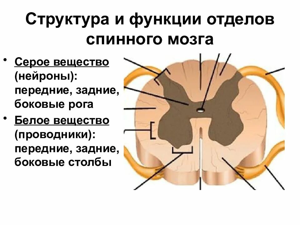 Серые столбы спинного мозга. Боковые рога серого вещества спинного мозга. Структура белого вещества спинного мозга. Функции серого и белого вещества спинного мозга. Серое и белое вещество спинного мозга анатомия.