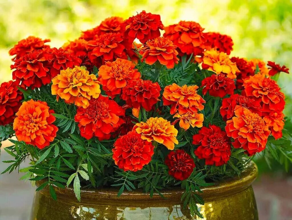 Бархатцы осень. Бархатцы тагетес. бархатцы (tagetes). бархатцы (чернобривцы, тагетес).. бархатцы мэриголд.