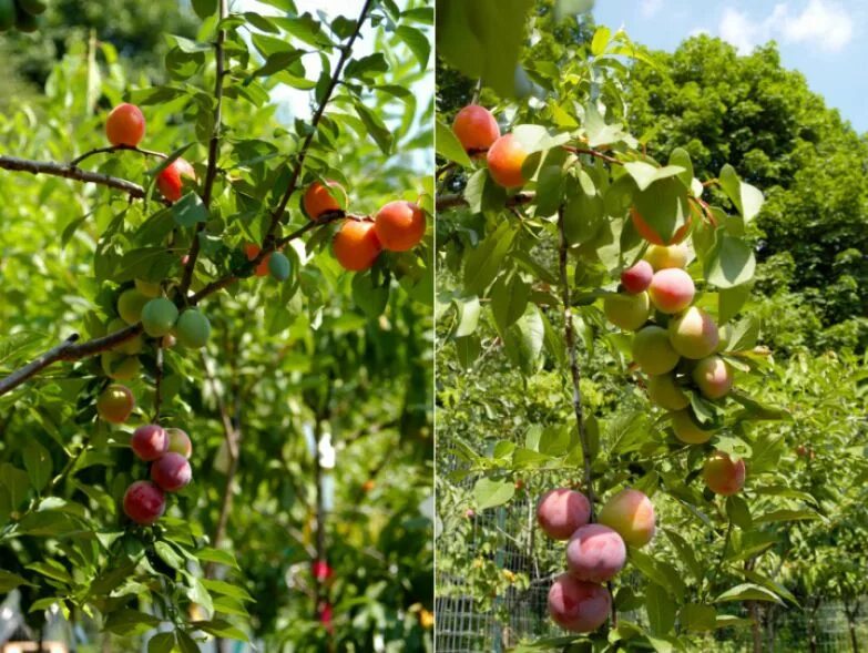 яблоневый сад с яблоками. привитые многосортовые плодовые деревья. яблоки в саду. урожай в саду. в саду 40 фруктовых.