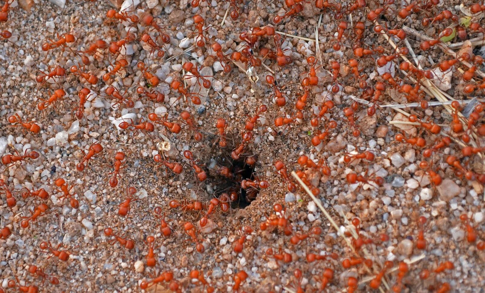 Суперколония муравьёв. Муравей гнездо внутри. Муравейник рыжиых муравьёв. Муравьи колония. Летом рыбаки разрушили муравейник