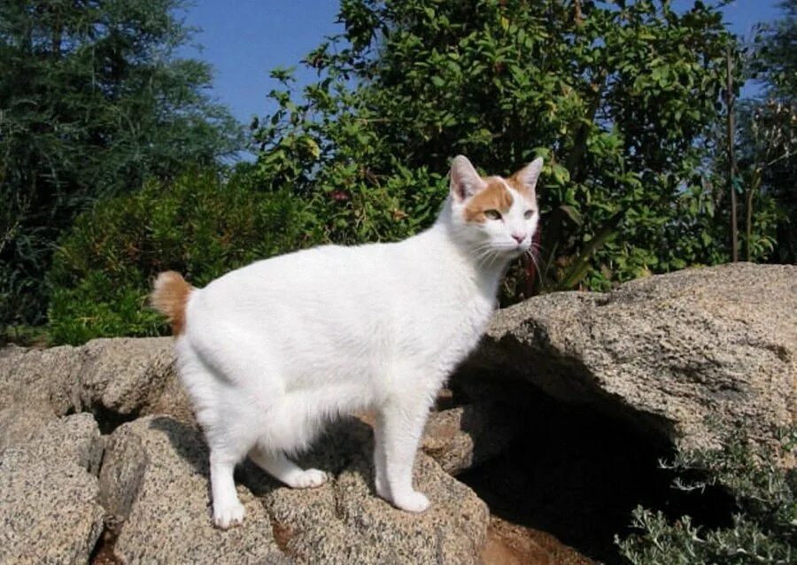 Рассмотрите фотографию кошки породы японский бобтейл. Японский бобтейл. Японский бобтейл кошка. Японский бобтейл длинношёрстный. Порода кошек японский бобтейл.