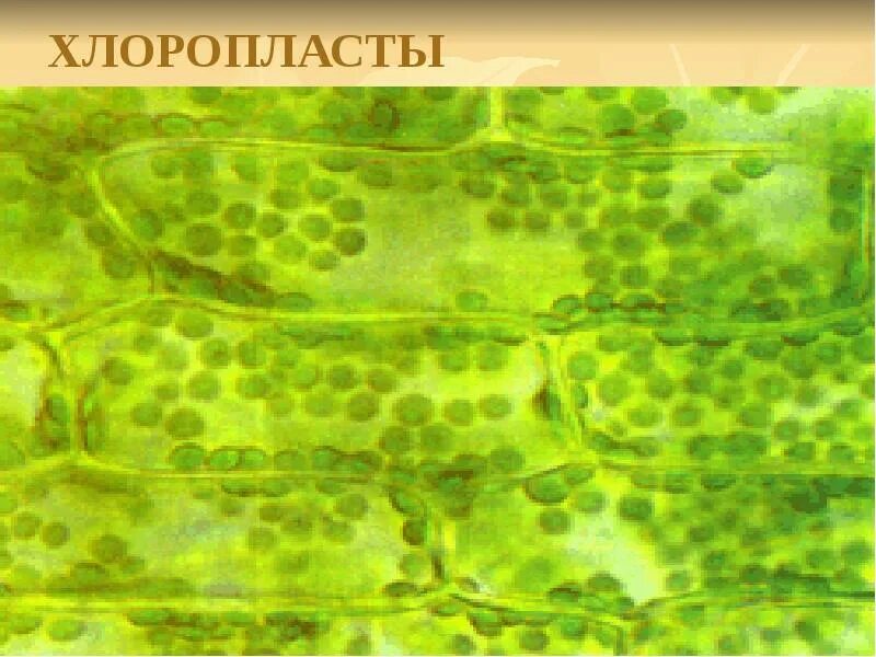 Хлоропласты в зеленых клетках. Хлорофилл в пластидах. Ткани листа с хлоропластами. Хлоропласты в листе валлиснерии. Хлоропласт под световым микроскопом.